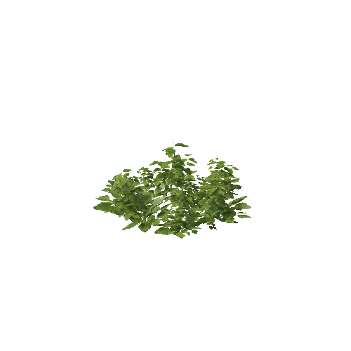 Plant 35_LOD_0